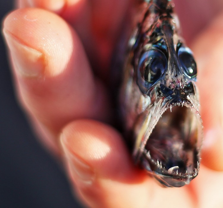 Mesopelagic fish