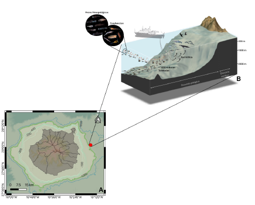 Sampling area at (a) East of Gran Canaria and (b) illustration of the mesopelagic zone at the sampling station